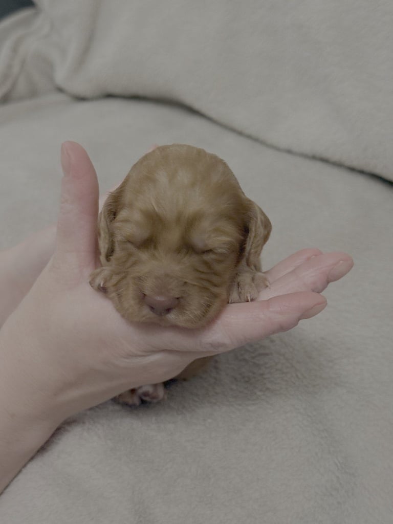 Cocker spaniel puppies for sale