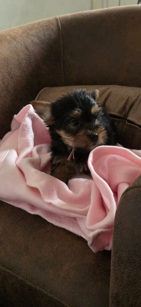 image for Yorkshire terrier puppies  8 weeks old 