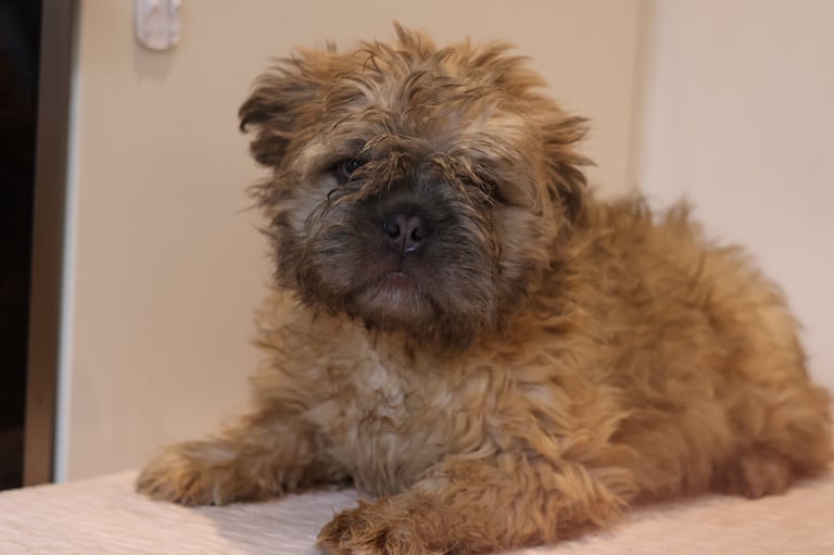 French bulldog fluffy 