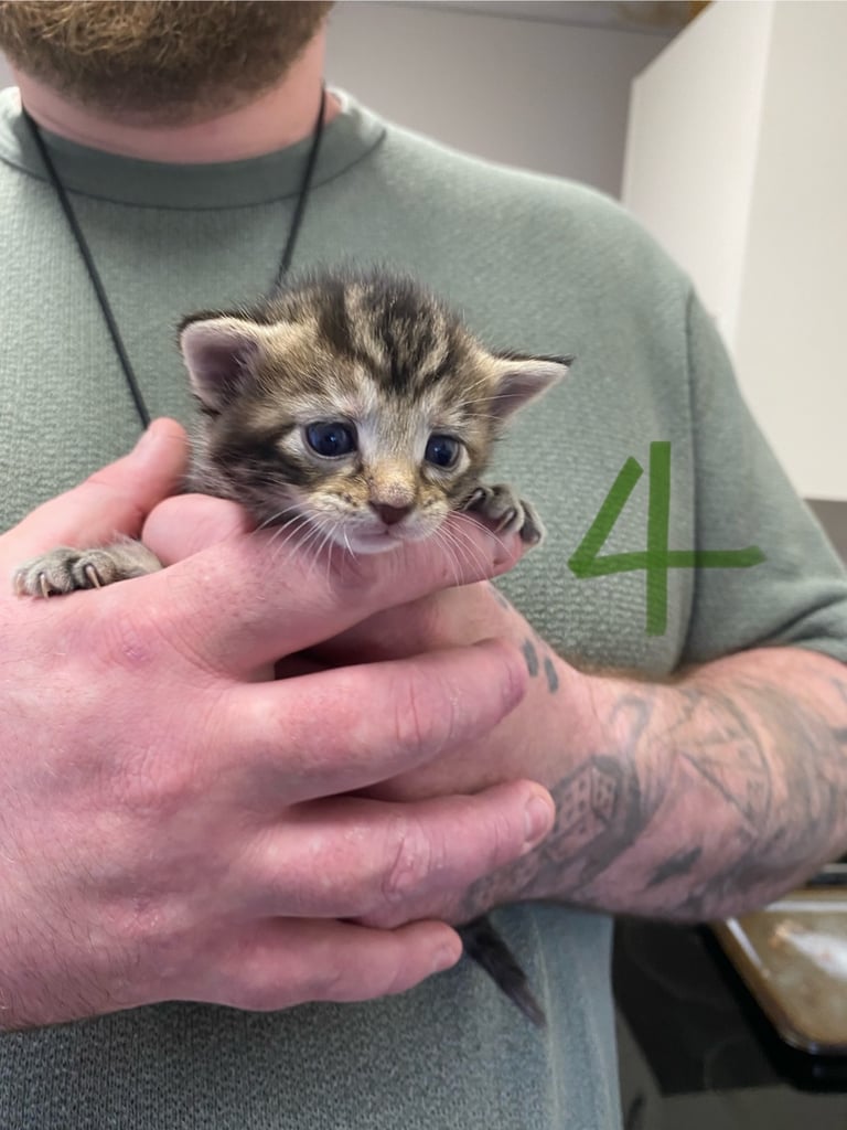 4 beautiful kittens
