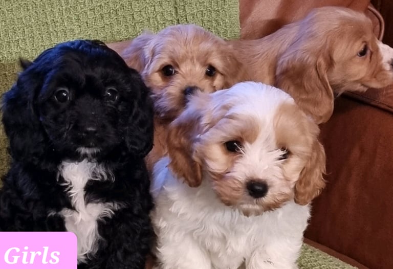 Cavachon sales puppies gumtree