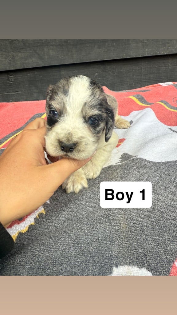 Pure cocker puppies 3 dogs left