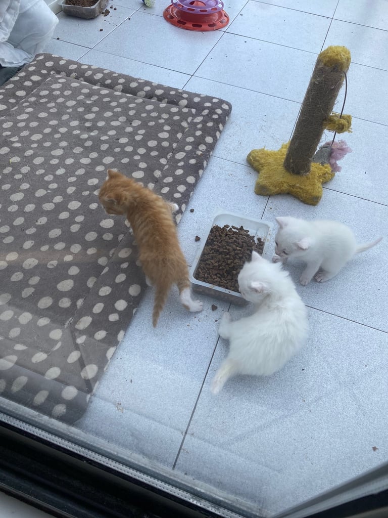 Cats Kittens for Sale in Belfast Gumtree