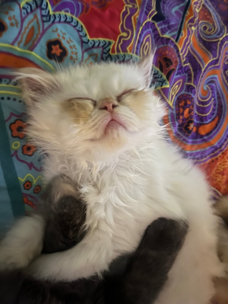 Flame point exotic Persian rare colouring 