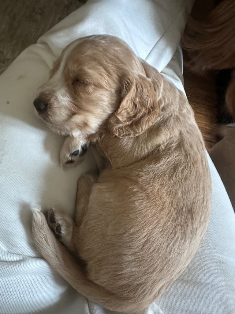 Stunning cocker spaniels 