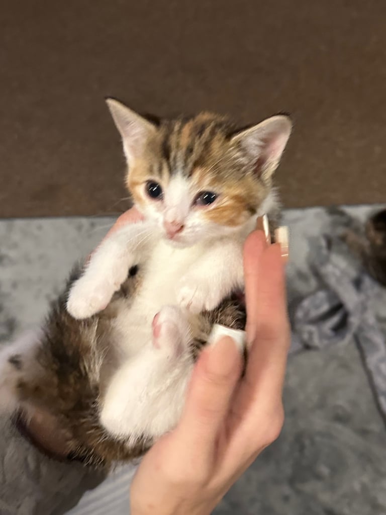 Kittens 