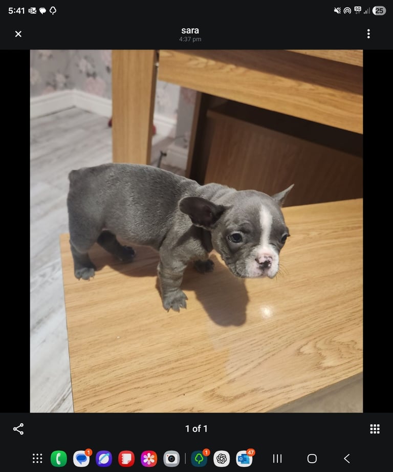 French Bulldog Puppies