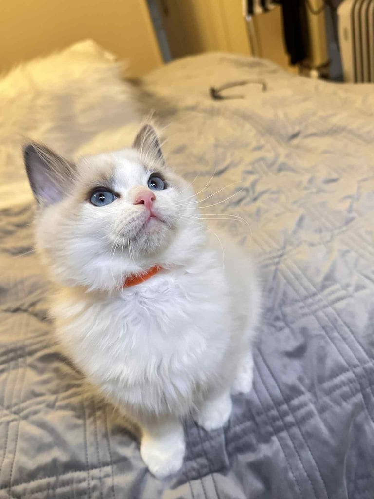 image for Ragdoll kittens