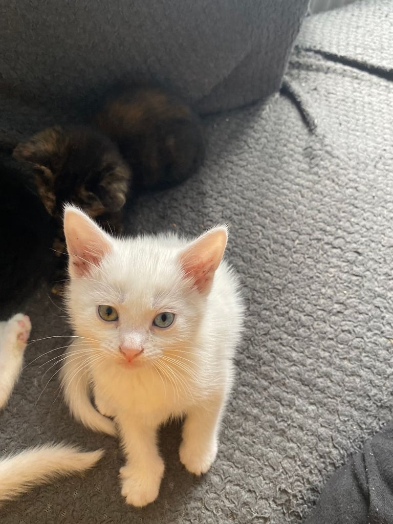 fluffy kittens