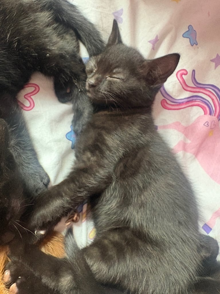image for Kittens for sale 