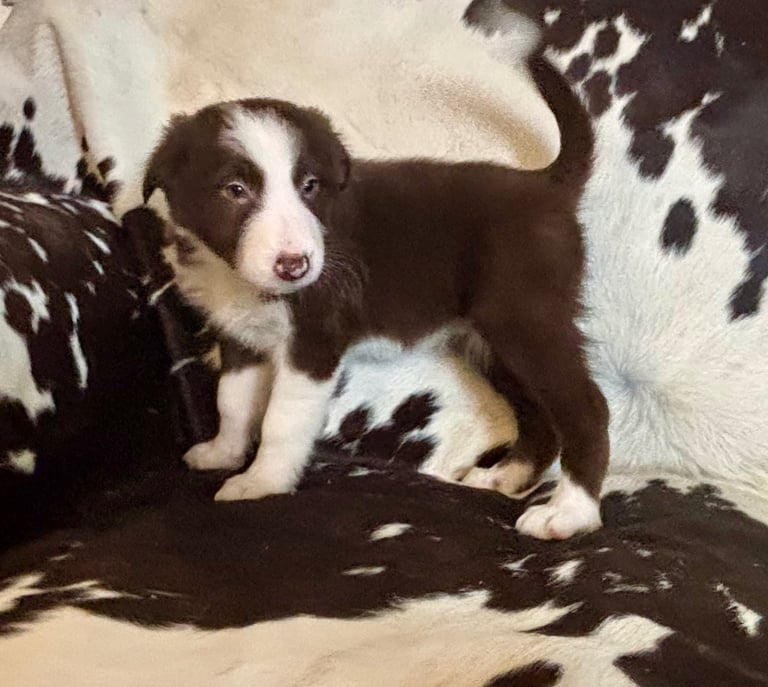 Stunning Merle Border Collie puppies.