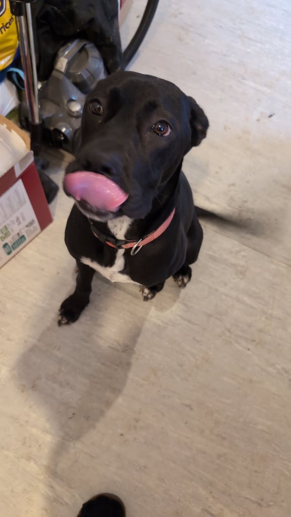 Female cane corso cross Labrador 