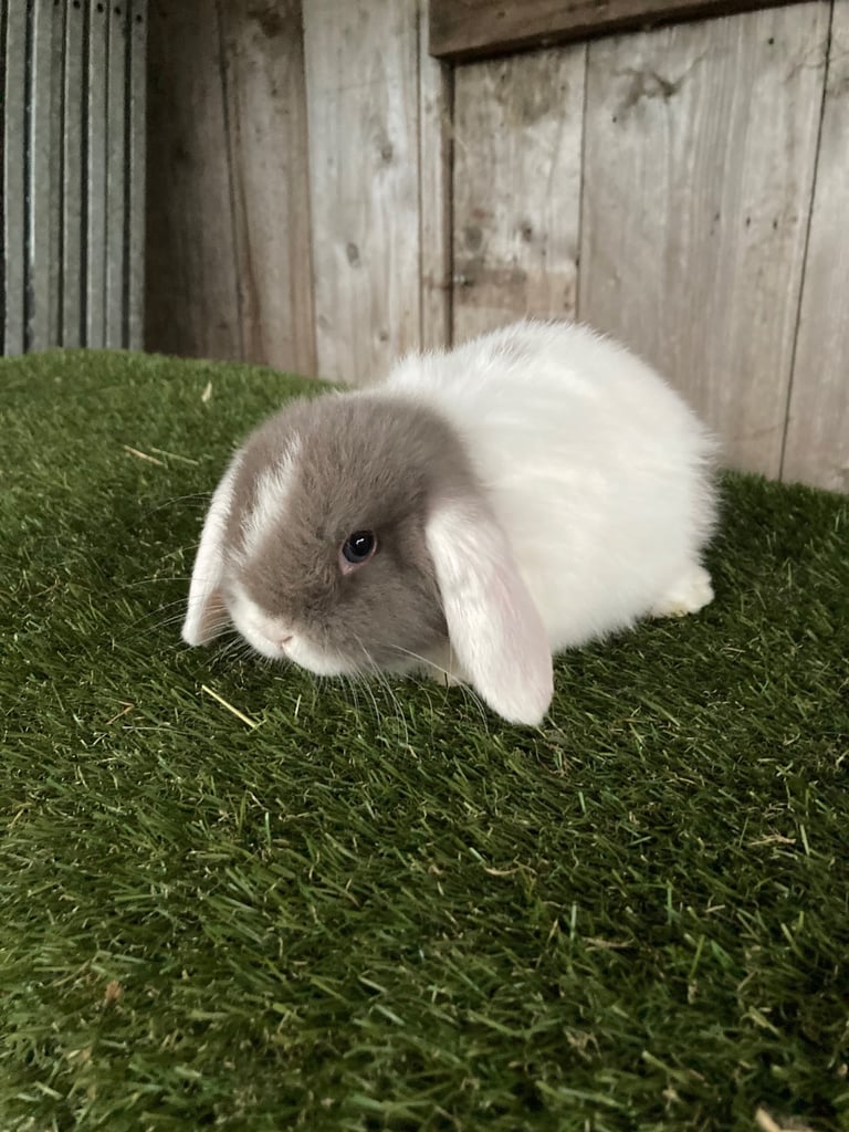 Purebred mini lops