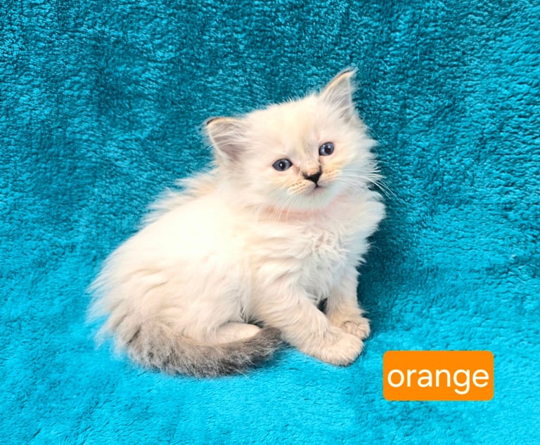 ADORABLE GCCF REG GRAND CHAMPION LINE RAGDOLL KITTENS