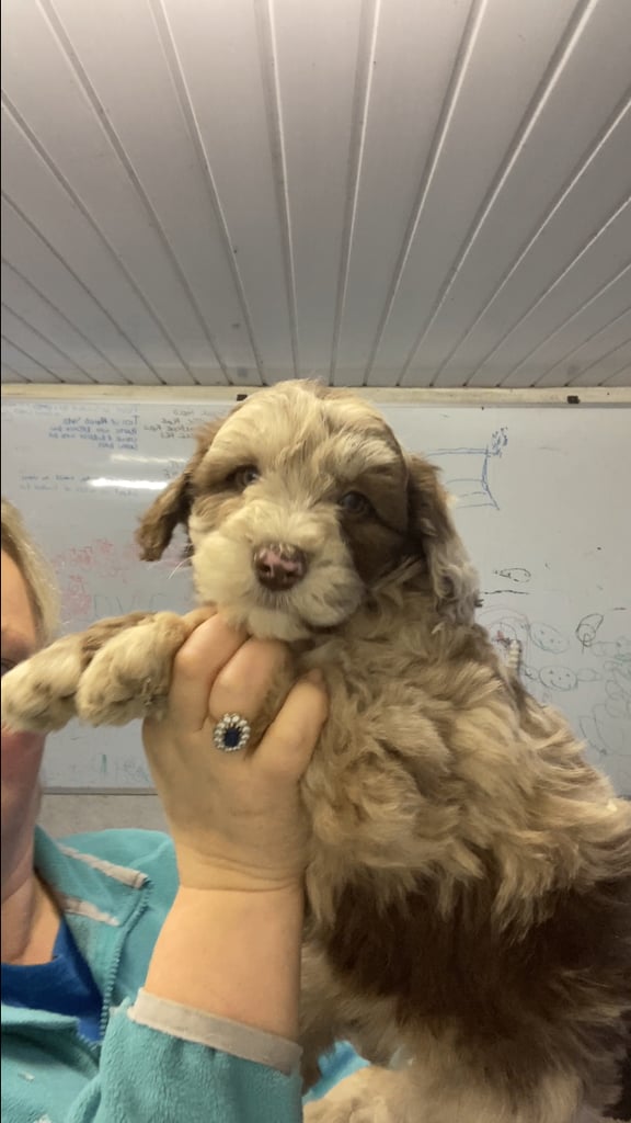 Bearded Collie Cross Miniature Poodle Puppies