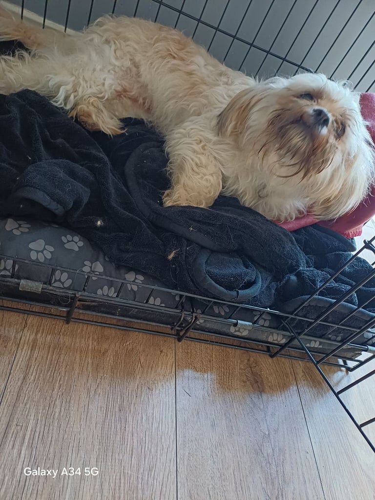 12 month old shih tzu (girl)