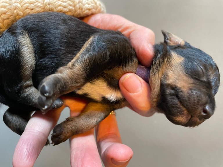 One week old puppies