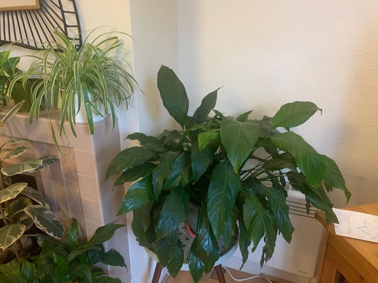 image for Indoor plant 🪴 