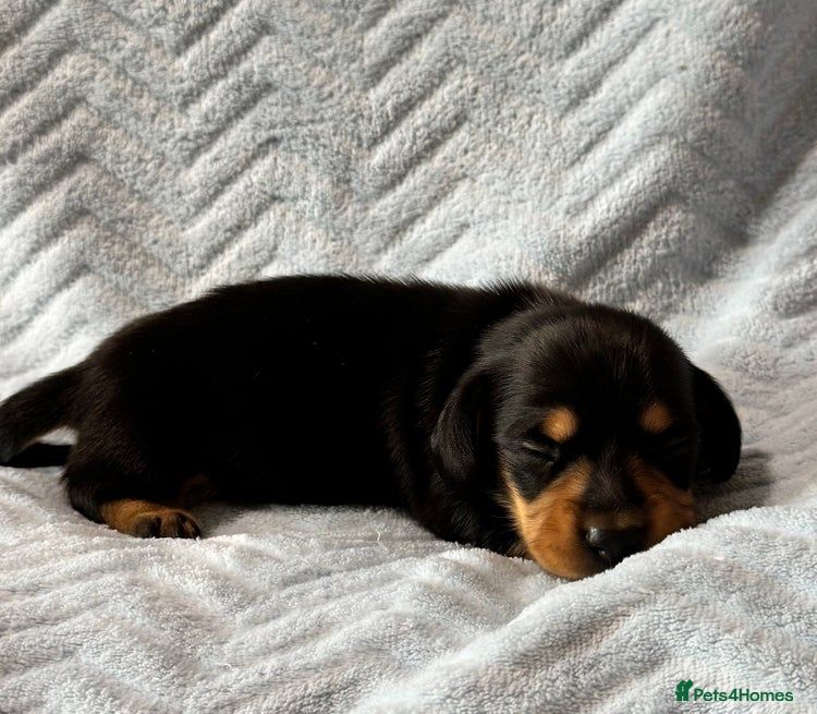 Beautifull Minature Daschunds 