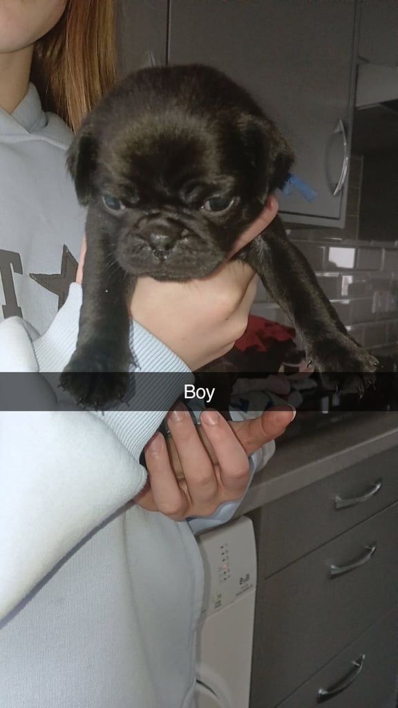 Pug puppies 
