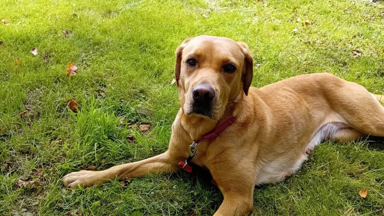 Janines friendly Dog Walking Service