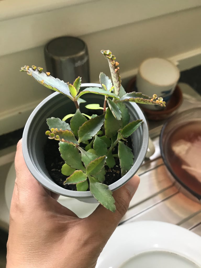 image for Medicinal variety Kalanchoe.