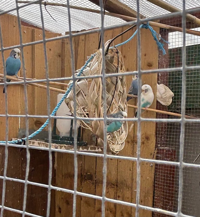 Cockatiel chicks & 1 young bird 