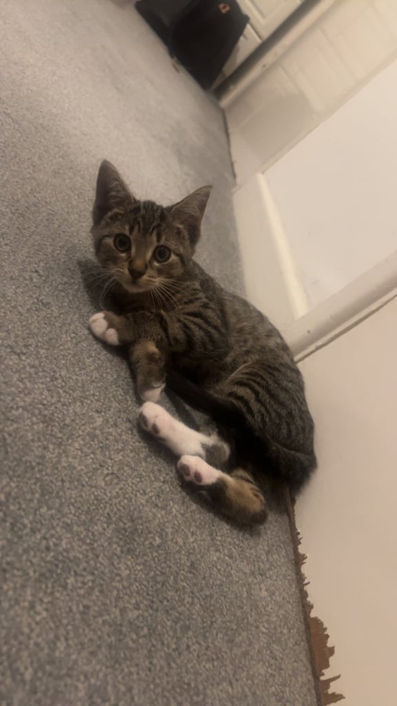 Tabby kittens 