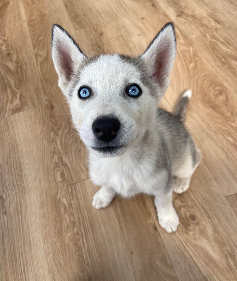 Siberian Husky Puppies 