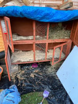 Rabbit hutch and run that’s connected by a tunnel 