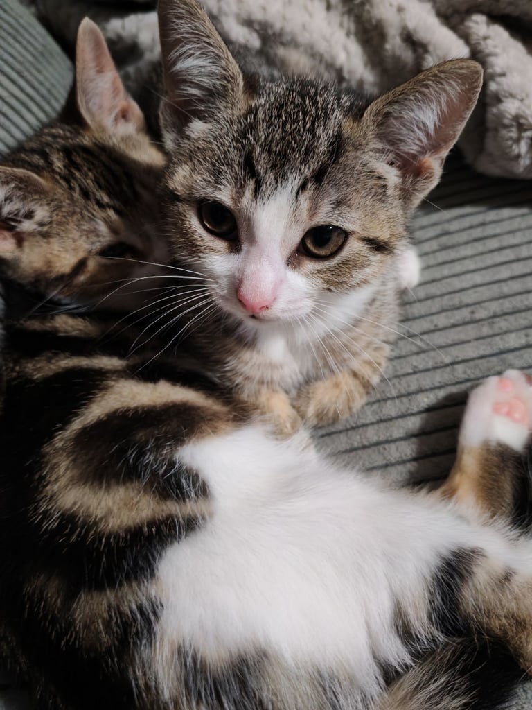 2 beautiful Male Kittens looking for their forever home 