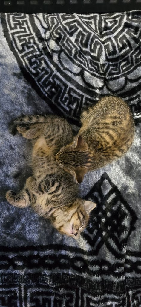 Kittens