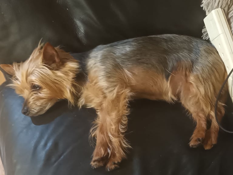 Yorkshire terrier puppy 