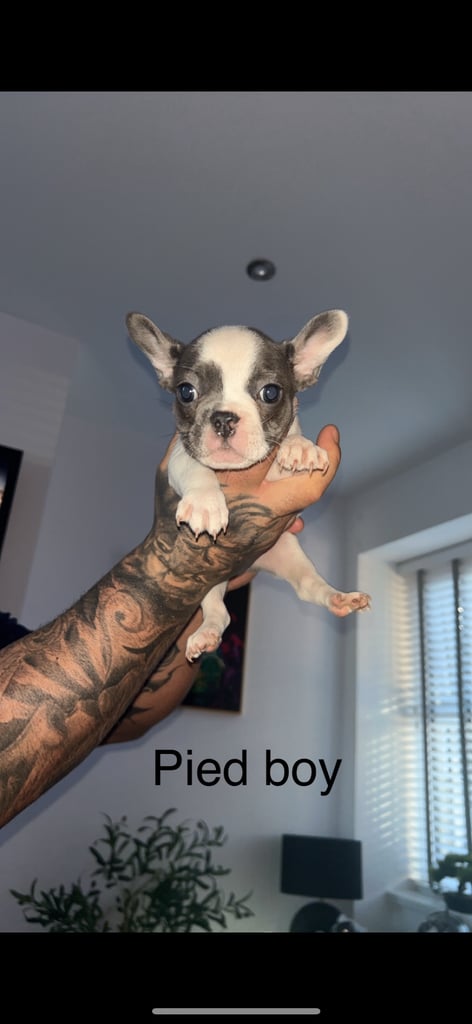 french bulldog puppy
