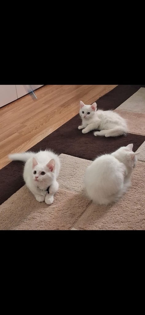 Kittens for sale