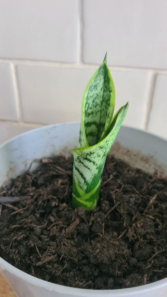 image for Snake plant succulent