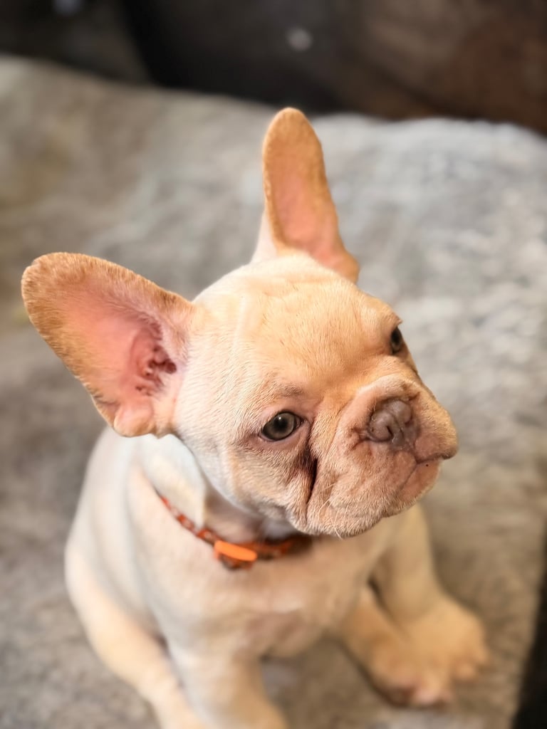 Beautiful White Frenchies READY NOW