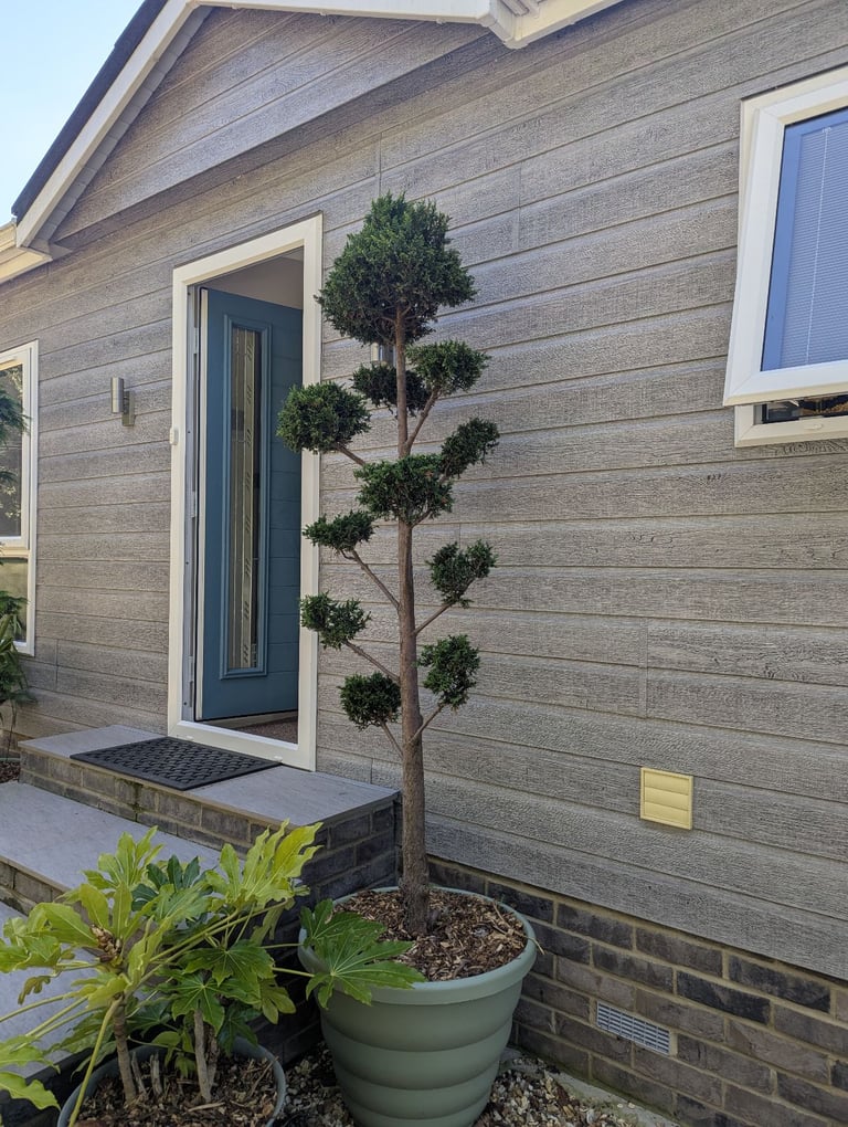 Large pom pom conifers in pots 