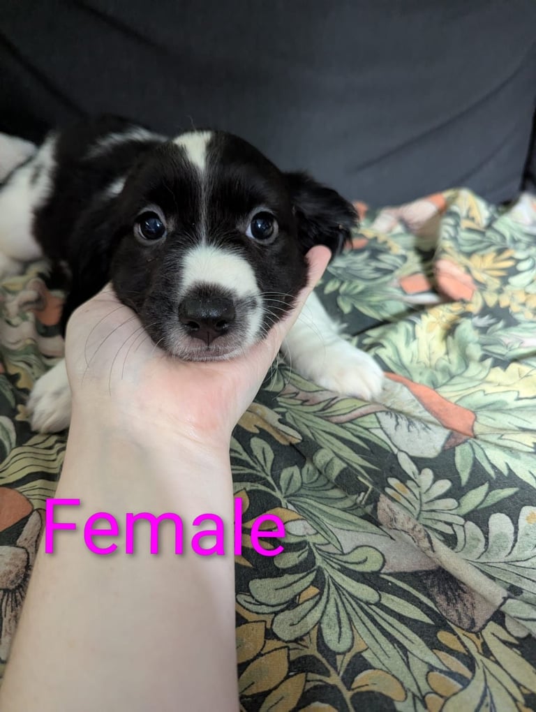 11 week old bassest cocker spaniel cross puppies