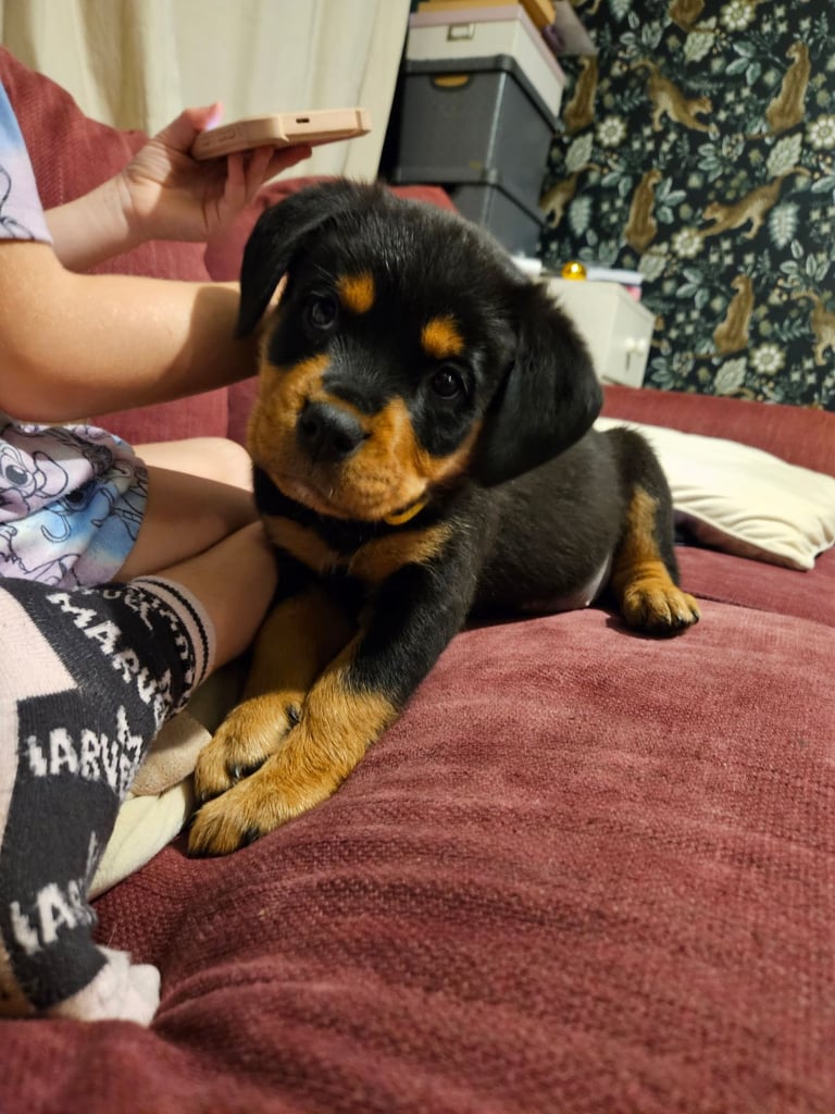 Rottweiler puppies
