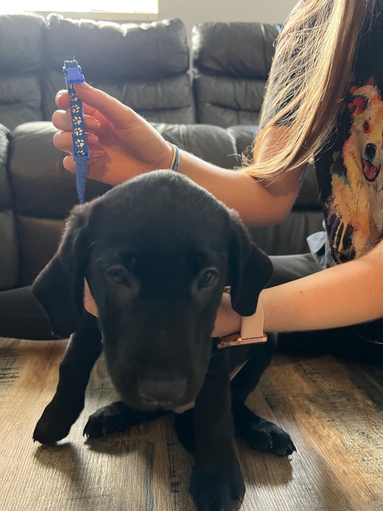 Kc pups ready for their new homes! 