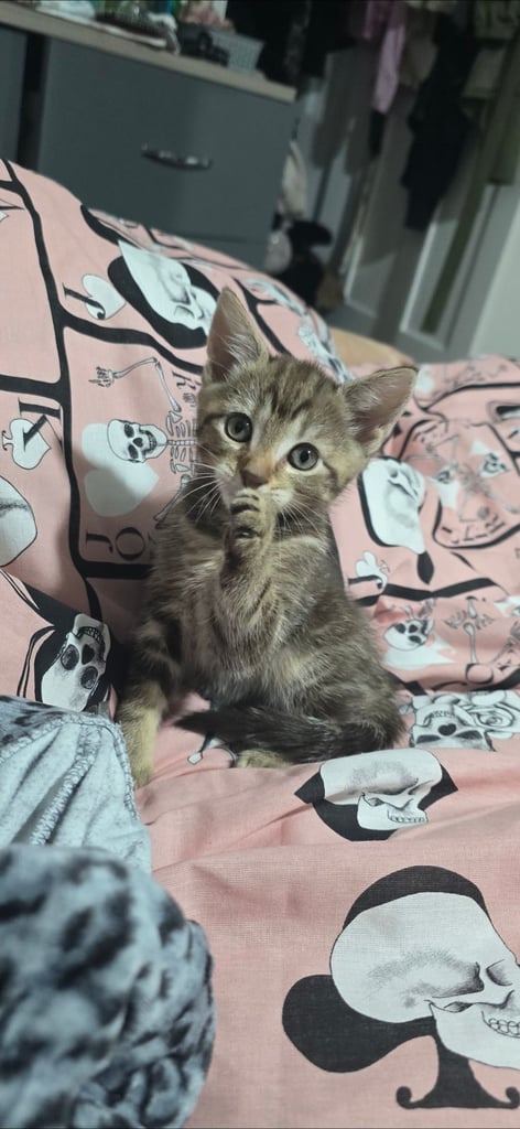 image for Bella tabby bengal mix