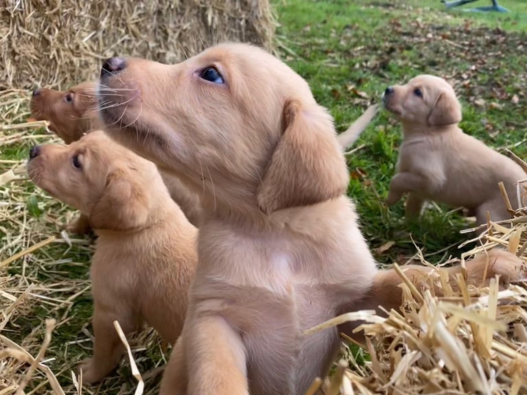 Labrador Retriever Puppies