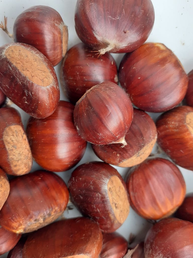image for sweet chestnuts x 40 for a Halloween treat - freshly picked - gluten free !