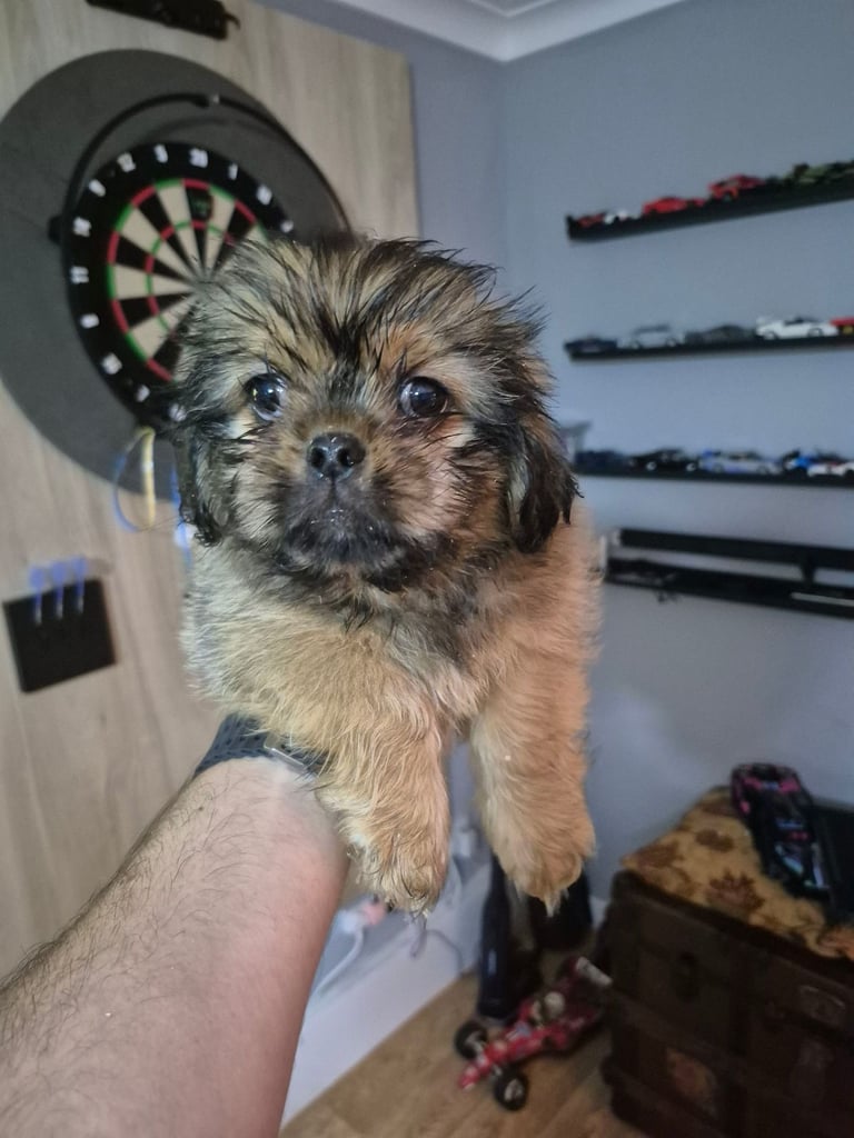 X2 Shih Tzu pekingnese cross puppy for sale 