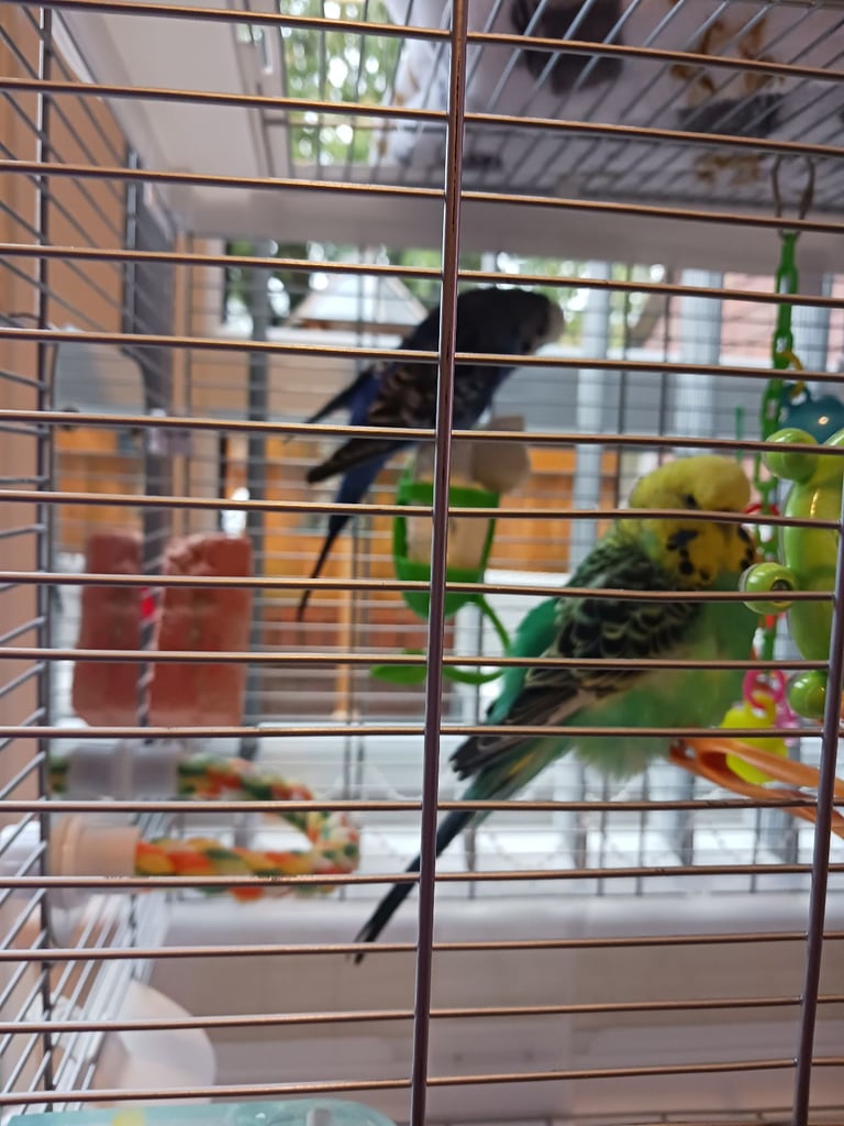 1 female and 2 male budgerigars for sale 