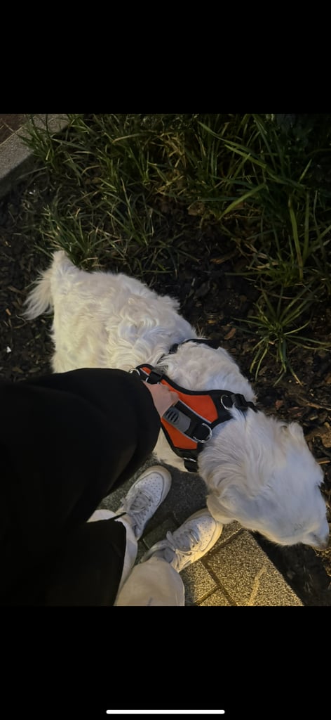 The Help Em Up Harness - The Complete Dog Lifting Harness