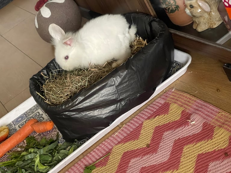 Selling Beautiful Blue eyed baby bunnies in pairs! Manchester based
