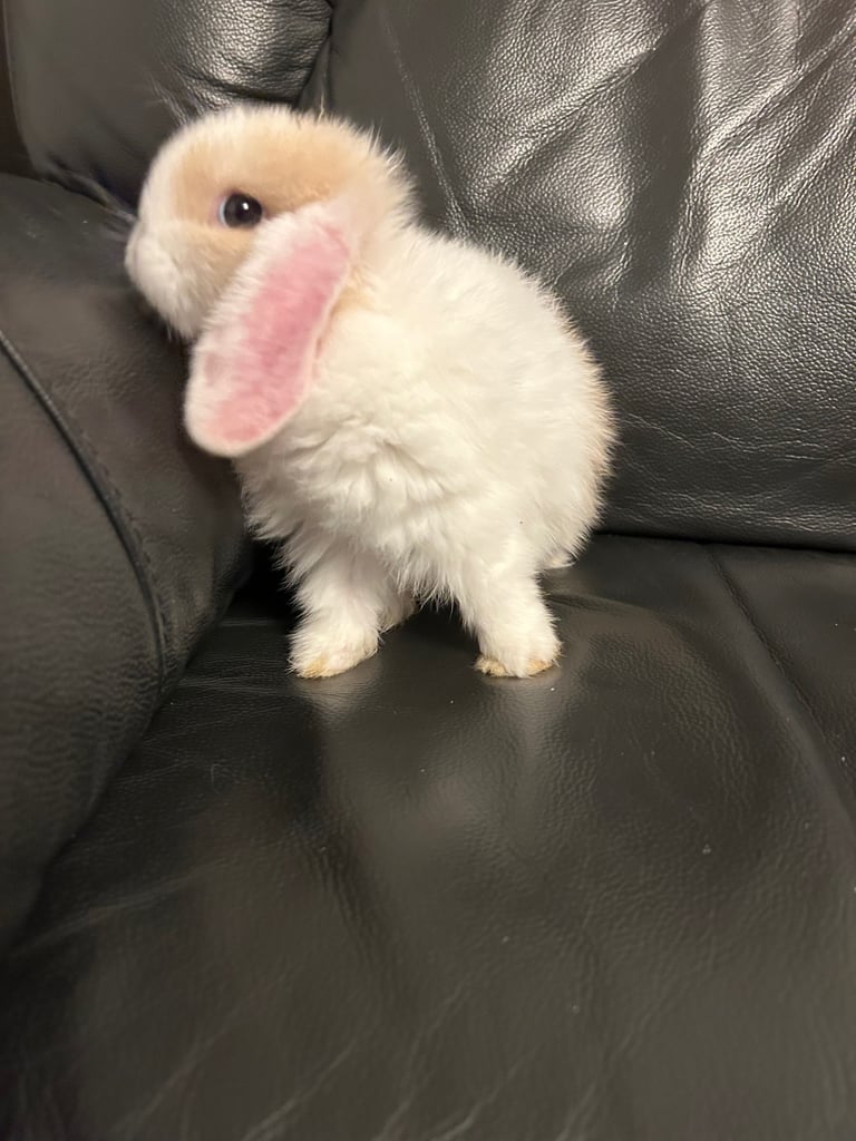 Baby mini lop (ready now)