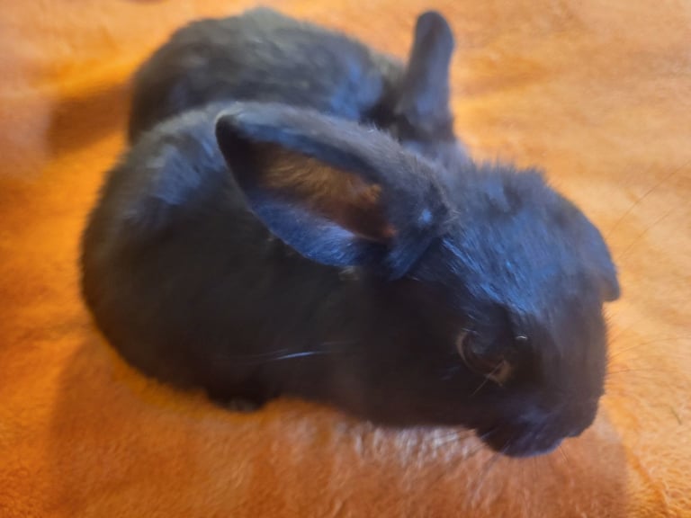 2 black baby lionlops £50 each